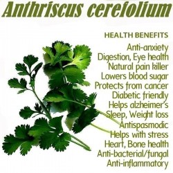 Chervil Seeds - Spice and Medicinal Plant (Anthriscus cerefolium)