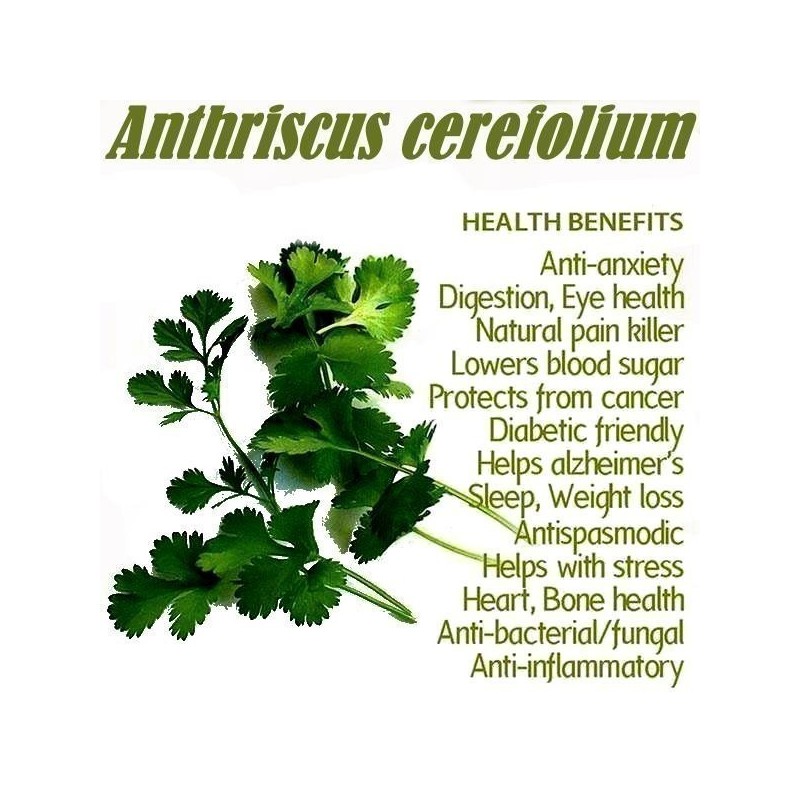 Echte kervel zaden (Anthriscus cerefolium) | € 2,05