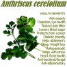 Echte kervel zaden (Anthriscus cerefolium) | € 2,05