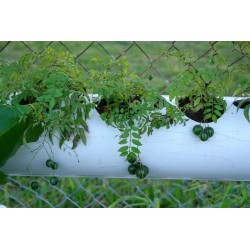 Tzimbalo - Mini Pepino Seme (Solanum caripense)