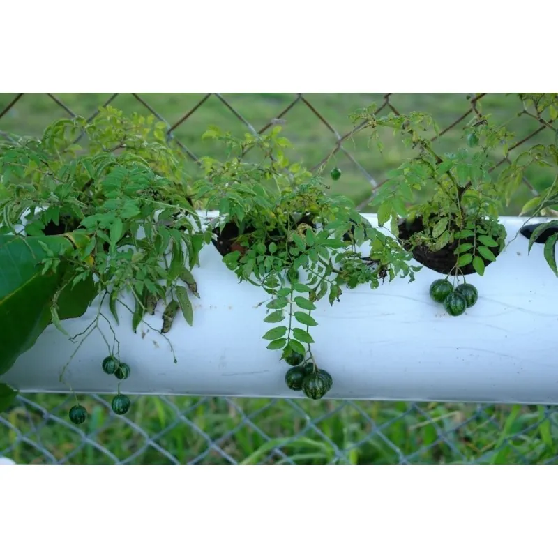 Graines de Tzimbalo (Solanum caripense)
