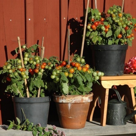 Price: €1.95 - Vilma Dwarf Tomato Seeds -
