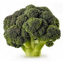 Broccoli - Sparriskål Corvet Frön