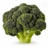 Broccoli Corvet Seeds