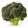 Price: €1.65 - Semi di Broccolo Corvet - 