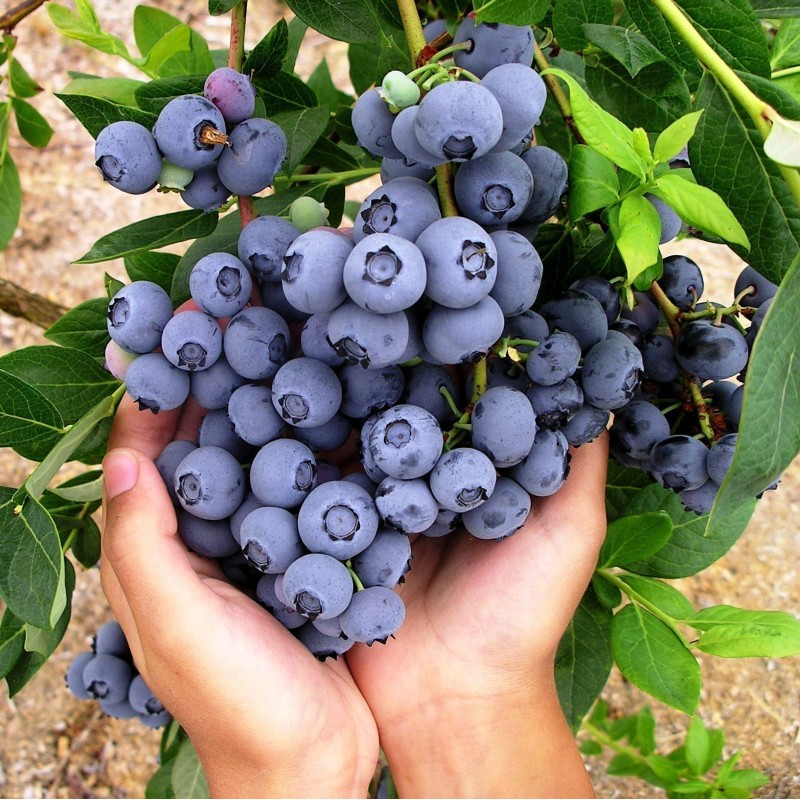 55 Graines Northern Highbush Blueberry 'Vaccinium corymbosum' Blueberries seeds 