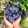 DUKE Blueberry Seeds (Vaccinium Corymbosum)