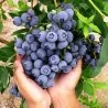 Graines de Bleuet Géant DUKE