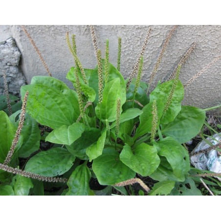 Breitwegerich Samen (Plantago major) | 1,95 €