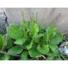 Breitwegerich Samen (Plantago major) | 1,95 €