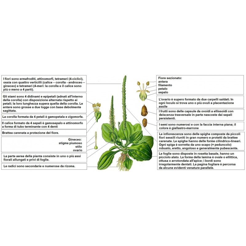 Breitwegerich Samen (Plantago major) | 1,95 €