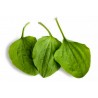 Breitwegerich Samen (Plantago major) | 1,95 €