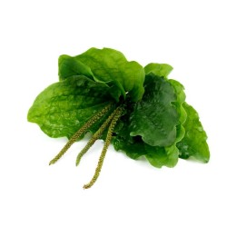 Greater Plantain Seeds (Plantago major) - 1.755
