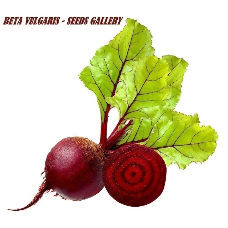 Beetroot Seeds Monika