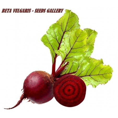 Price: €1.35 - Semi di Barbabietola rossa 'Monika' -