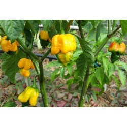Sementes Pimenta Trinidad Scorpion Morouga Amarelo