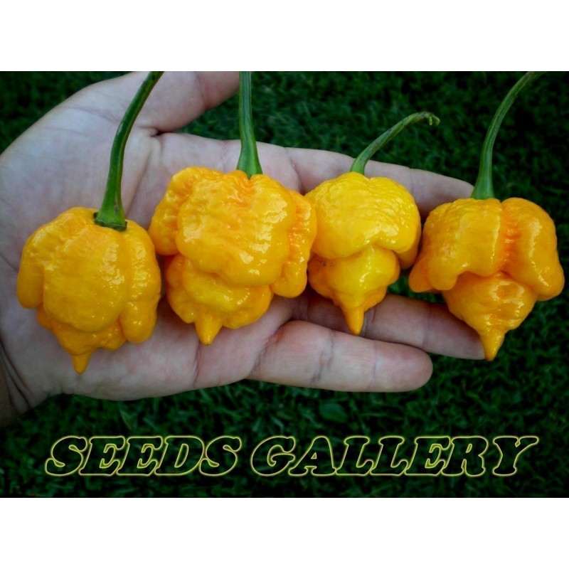 thumbnail image 2 of 15 Yellow Trinidad Moruga Scorpion Pepper Seeds – Super Hot, Annual, USA Grown 2 of 4