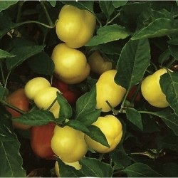 Σπόροι πιπέρι ''Novosadjanka''