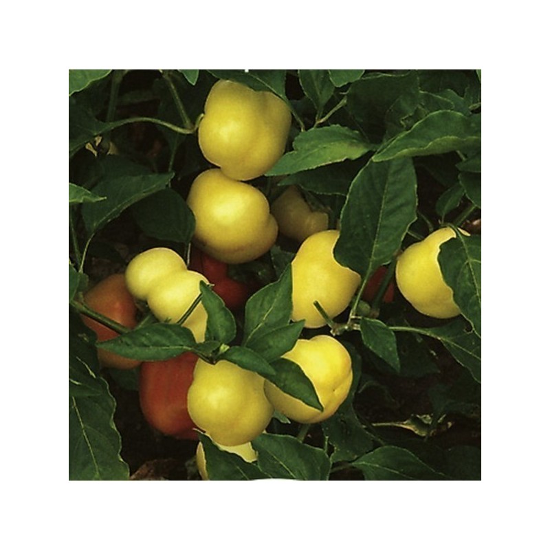 Price: €1.85 - Sweet Pepper Seeds ''Novosadjanka'' - 