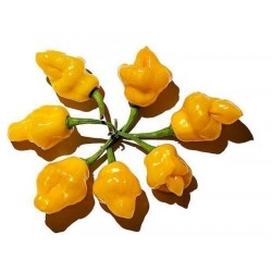 Price: €2.45 - Trinidad Perfume Σπόροι τσίλι Πιπεριά - 