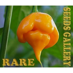 Price: €2.65 - Σπόροι Τσίλι - πιπέρι Trinidad Scorpion CARDI – ΣΠΑΝΙΟΣ - 
