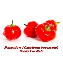 Peppadew Chili Seeds (Capsicum baccatum) - 2.295