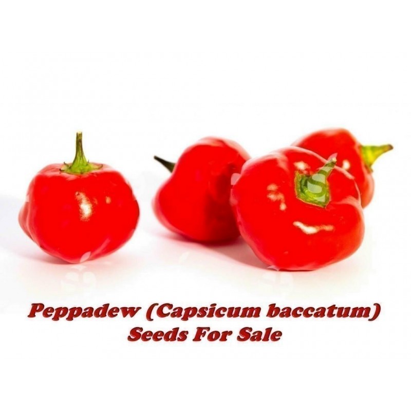 Peppadew Chili Samen (Capsicum baccatum)