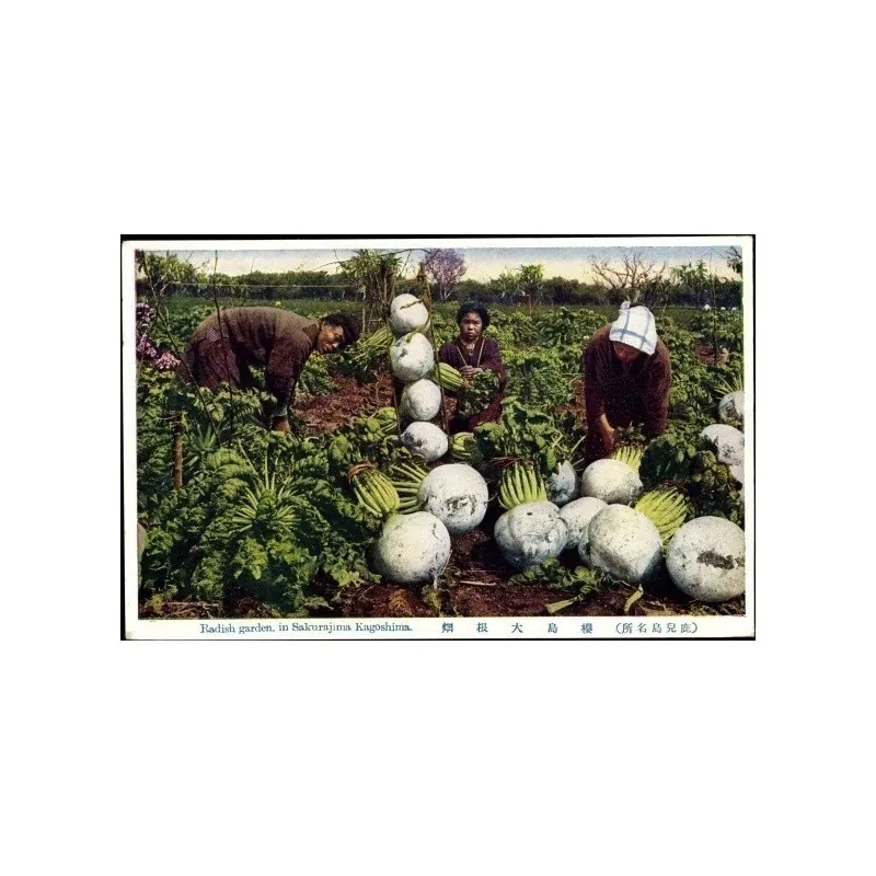 SAKURAJIMA DAIKON Samen - größte Radieschen Welt