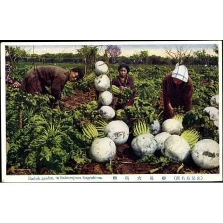 SAKURAJIMA DAIKON Giant Radish Seeds