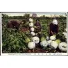 SAKURAJIMA DAIKON Samen - größte Radieschen Welt