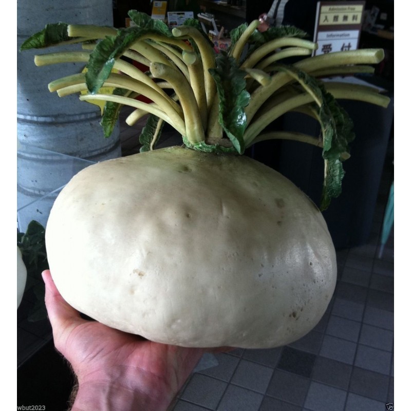 SAKURAJIMA DAIKON Giant Radish Seeds Prijs €2.45