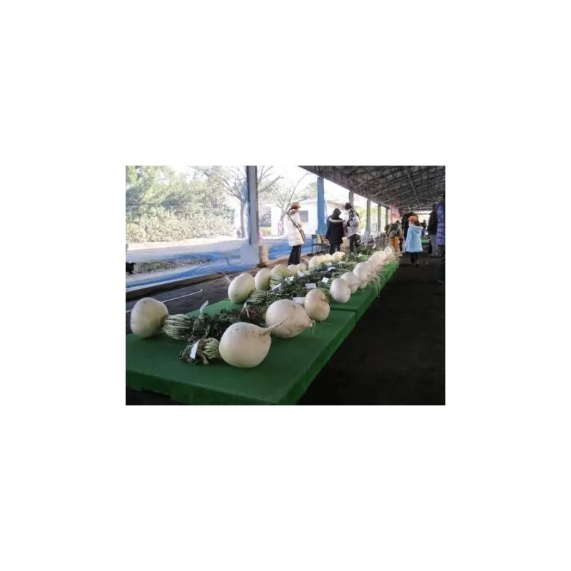 SAKURAJIMA DAIKON Samen - größte Radieschen Welt