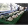 SAKURAJIMA DAIKON Samen - größte Radieschen Welt