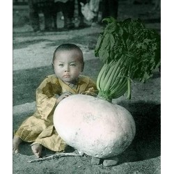 Sementes Rabanete Gigante SAKURAJIMA DAIKON - o maior mundo de rabanete