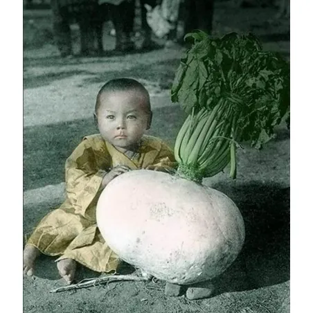 SAKURAJIMA DAIKON Samen - größte Radieschen Welt