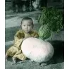 SAKURAJIMA DAIKON Samen - größte Radieschen Welt
