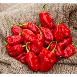 Price: €1.95 - Σπόροι Τσίλι - πιπέρι Habanero Zavory - 