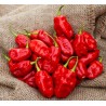 Graines de Piment Habanero Zavory | 1,95 €