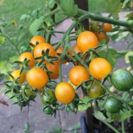 Galapagos Island Wild Tomato Seeds (Solanum chessmanii)