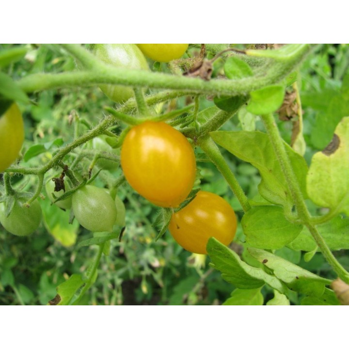 Galapagos Island Wild Tomato Seeds (Solanum chessmanii) - 2.385
