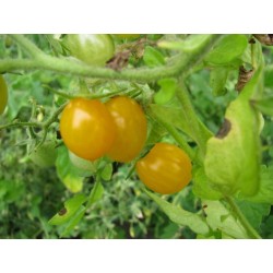 Graines de tomate sauvage des GALAPAGOS (Solanum Galapagense)