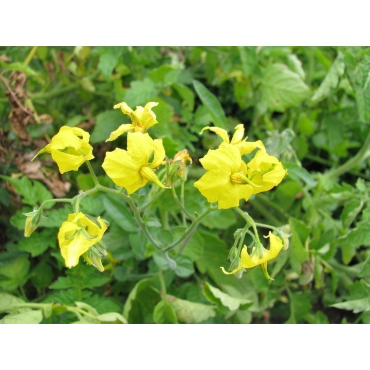 Galapagos Island Wild Tomato Seeds (Solanum chessmanii) - 2.385