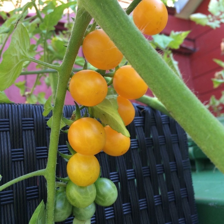 Galapagos Island Wild Tomato Seeds (Solanum chessmanii) - 2.385