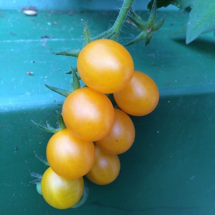 Galapagos Island Wild Tomato Seeds (Solanum chessmanii) - 2.385