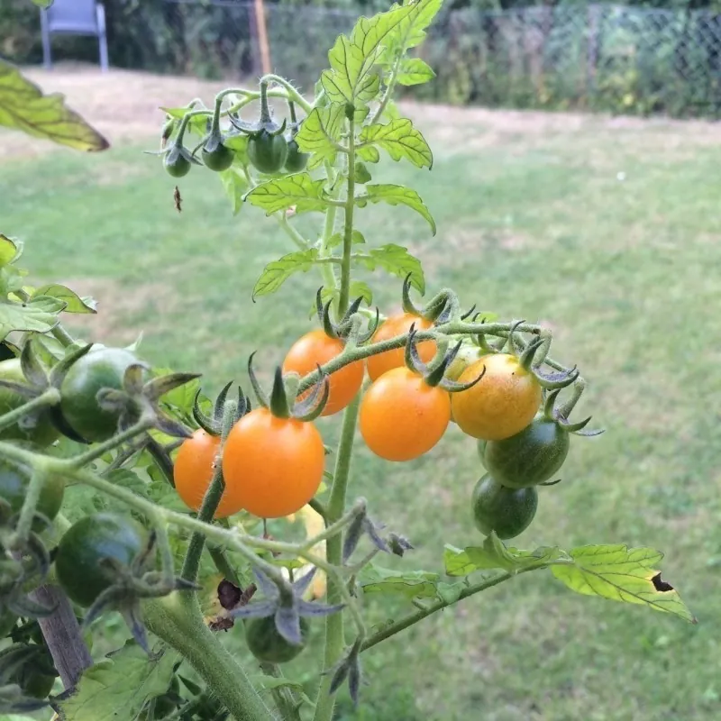 Galapagos Island Wild Tomato Seeds (Solanum chessmanii)