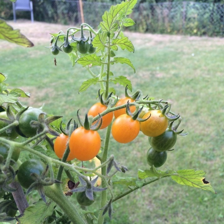 Galapagos Island Wild Tomato Seeds (Solanum chessmanii) - 2.385