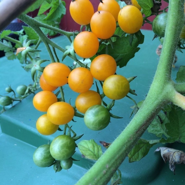 Galapagos Island Wild Tomato Seeds (Solanum chessmanii) - 2.385