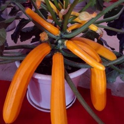 Sementes de Abobrinha laranja SOLEIL