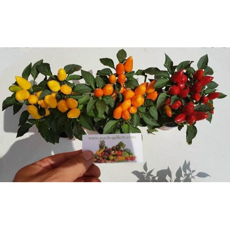 Price: €1.55 - Σπόροι Βολιβιανός Μίνι Γλυκό Τσίλι -