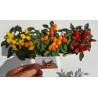 Price: €1.55 - Bolivianische Mini Chili Samen - 